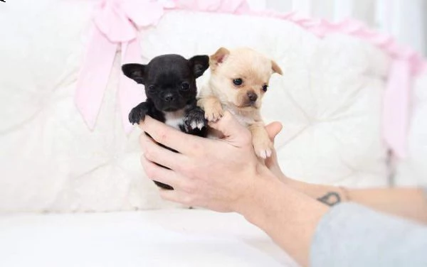 cuccioli di chihuahua di circa 2 mesi e mezzo italiani no esteri, di ottimo