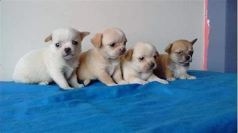 disponiamo cuccioli di pincher chiwawa meravigliosi e sani di 2 mesi e mezzo di alta geneologia con 