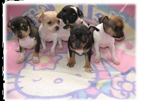 disponibili cuccioli di pincher chiwawa toy perfettissimi e gioiosi di 70 