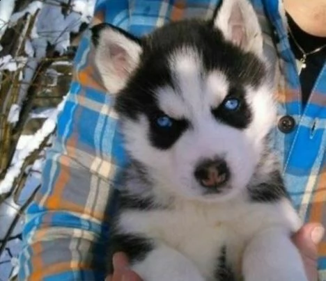 cuccioli di husky siberiani perfettissimi e favolosissimi di 70 giorni maschi e