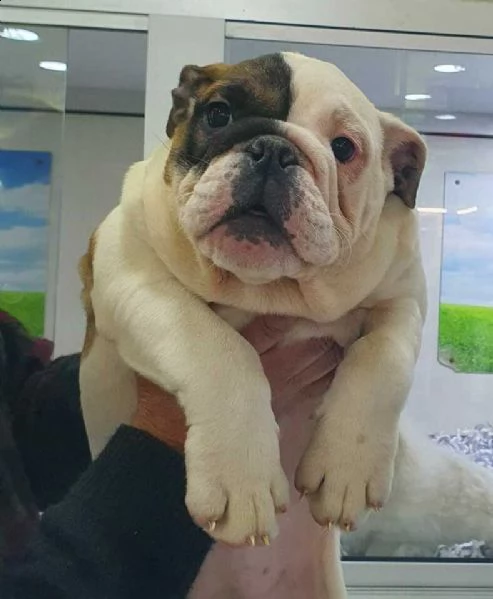 cuccioli di bulldog inglese orgogliosissimi e interessanti e molto giocarelloni 