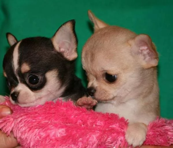 disponibili cucciolotto chihuahua toy bellissimi e amorevolissimi di 70 giorni maschi e femmine puri