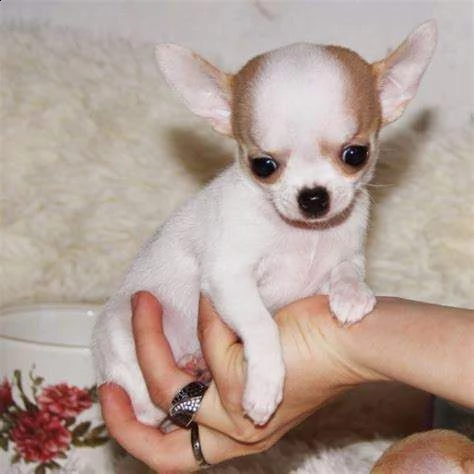 disponibili cucciolotto chihuahua toy tenerissimi e giocarelloni 