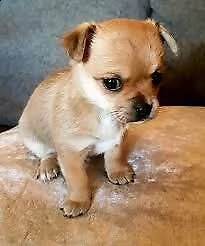 cuccioli di chihuahua toy dolcissimi e giocarelloni di altissimo livello