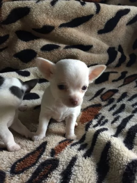 cuccioli di chihuhua pelo corto disponibili  | Foto 6