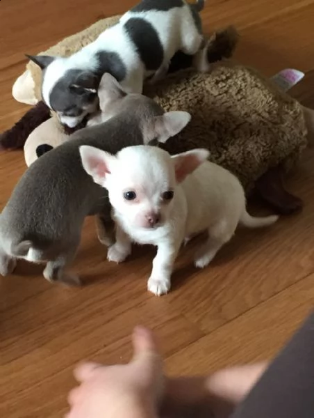 cuccioli di chihuhua pelo corto disponibili 