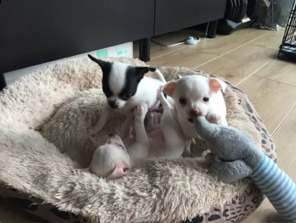 cuccioli di chihuhua pelo corto disponibili  | Foto 5