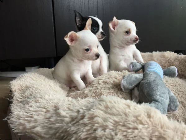 cuccioli di chihuhua pelo corto disponibili  | Foto 4