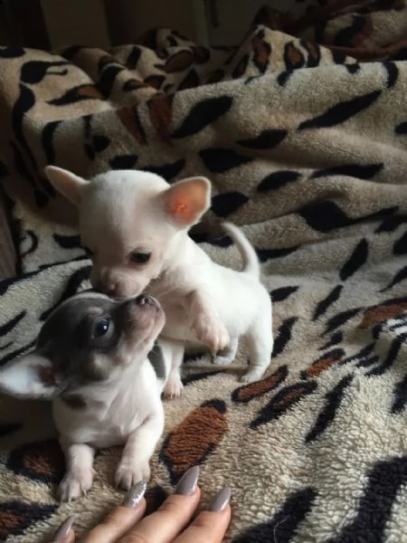 cuccioli di chihuhua pelo corto disponibili  | Foto 2