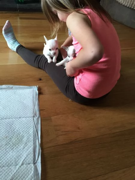 cuccioli di chihuhua pelo corto disponibili  | Foto 1