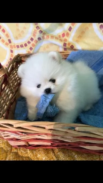 disponibile per prenotazione un maschietto di altissima genealogia di spitz tedesco nano