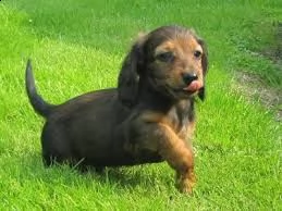 adorabili cuccioli di bassotto femminucce e maschietti disponibili per l'adozione cuccioli sono vacc