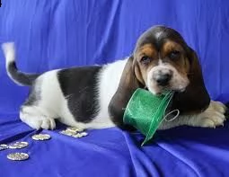 adorabili cuccioli di bassethound femminucce e maschietti disponibili per l'adozione cuccioli sono v