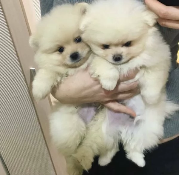 vendo cuccioli di spitz visibili e disponibili italiani giocarelloni e gioiosi di 70 g