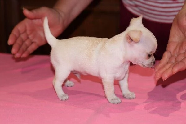 disponibili cuccioli piccolissimi chihuahua toy di 70 giorni maschi