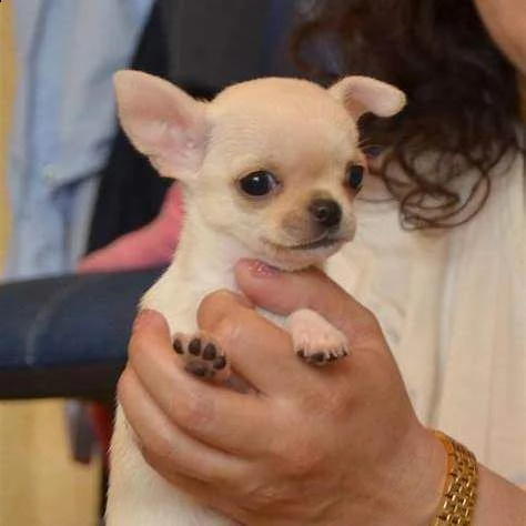 disponibili cuccioli chihuahua toy favolosi bellissimi e amorevolissimi di 