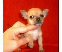 disponibili cucciolo chihuahua toy bellissimi originalissimi e sani di 70 