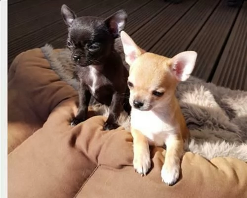 chihuahua affettuosissimi e giocarelloni di 70 giorni maschi e femmine