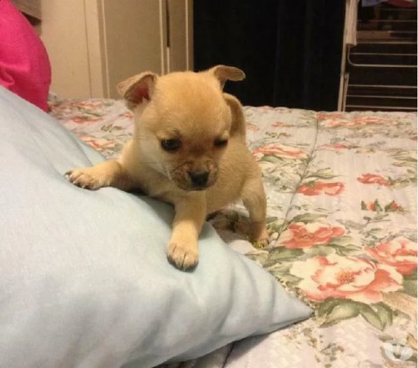 disponibili cuccioli di chihuahua bellissimi solarissimi e dolci di 70 giorni maschi