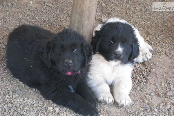 cucciolo di san terranova tenerissimi intrigantissimi e buonissimi di 70 giorni sia maschi che femmi