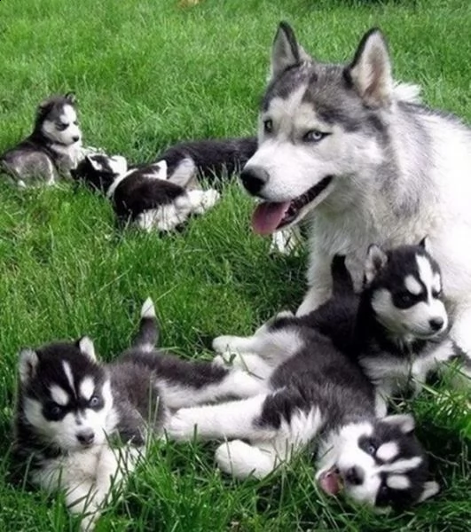 meravigliosa splendidi cuccioli di syberian husky 70 giorni | Foto 2
