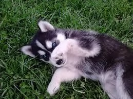 meravigliosa splendidi cuccioli di syberian husky 70 giorni | Foto 0