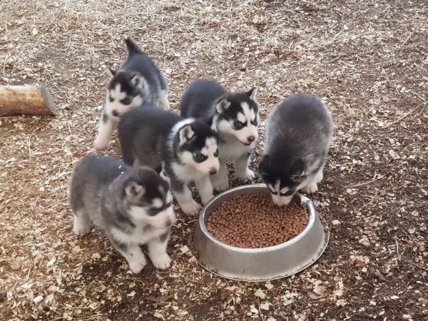 siberian husky italiano con pedigree