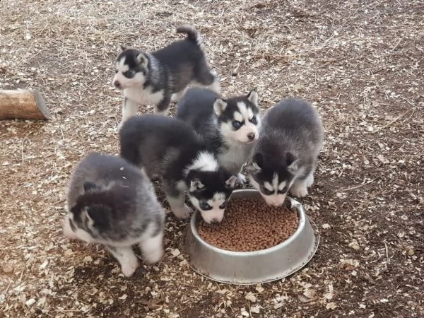 siberian husky italiano con pedigree | Foto 2