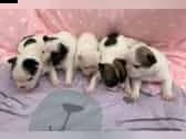 4 cuccioli bulldog francese pedigree enci | Foto 1