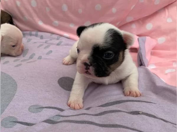 4 cuccioli bulldog francese pedigree enci | Foto 0