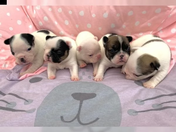 4 cuccioli bulldog francese pedigree enci
