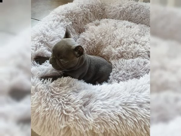 bulldog francese | Foto 1