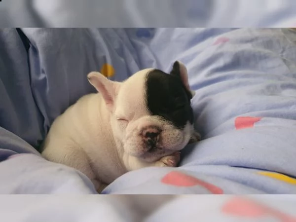 bulldog francese | Foto 0