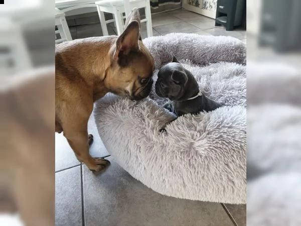 cucciola di bulldog francese