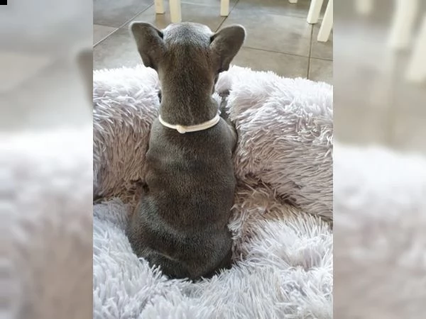 cucciola di bulldog francese | Foto 1