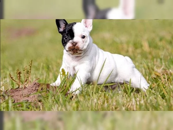 cuccioli di bouldogue francese/ bulldog