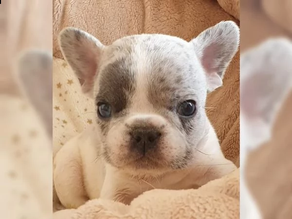 cucciola bouledogue francese tigrata