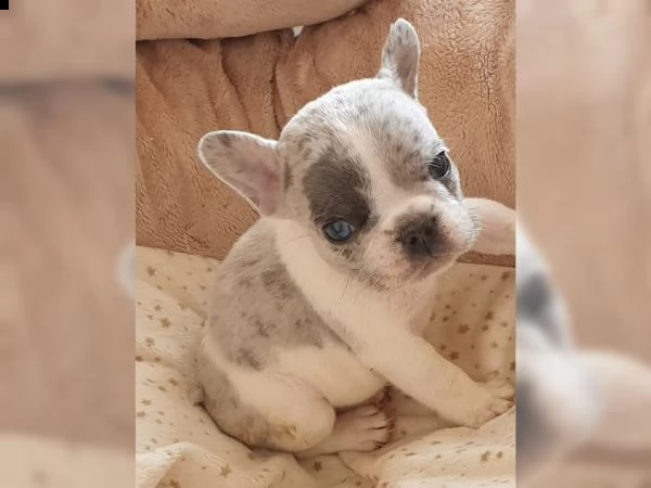 cucciola bouledogue francese tigrata | Foto 1