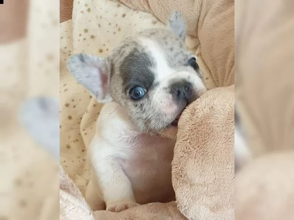 cucciola bouledogue francese tigrata | Foto 0