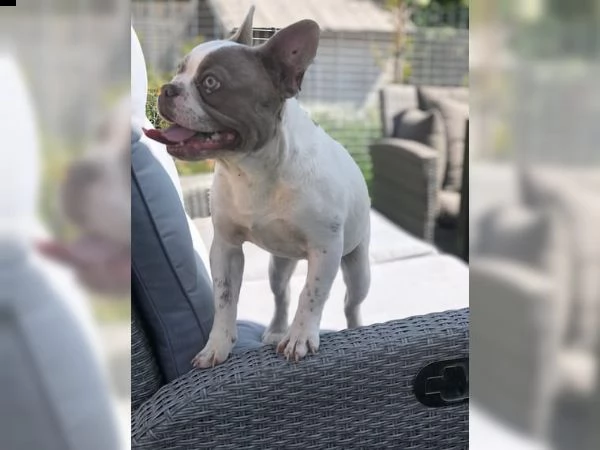 cucciola bulldog francese color fulvo