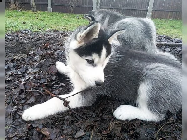 meravigliosa splendidi cuccioli di syberian husky 70 giorni | Foto 0