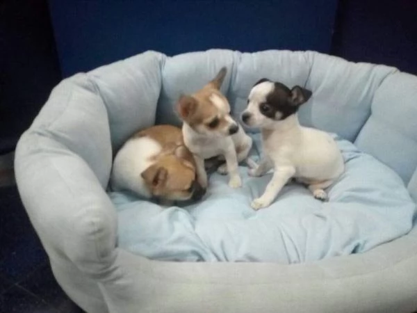 disponibili cuccioli di pincher chiwawa toy amorevolissimi e