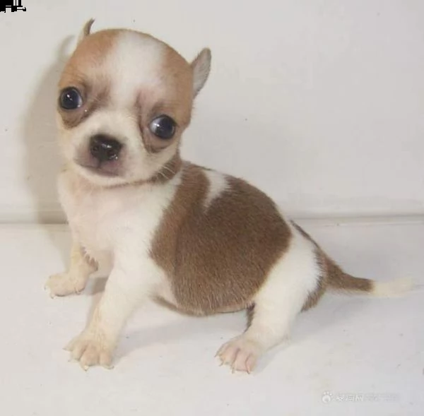 disponiamo cuccioli di pincher chihahaa toy bellissimi e gioiosi d