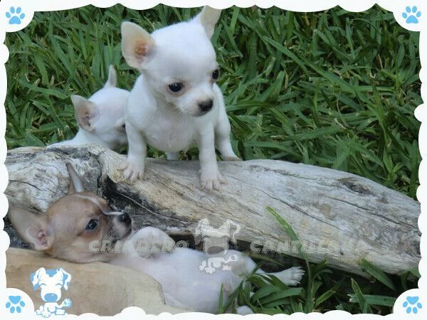 cuccioli di pincher chiwawa mini toy inteligenti e velocissimi di 90 giorni 