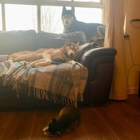 cuccioli siberian husky occhi blu bianco rosso  | Foto 2