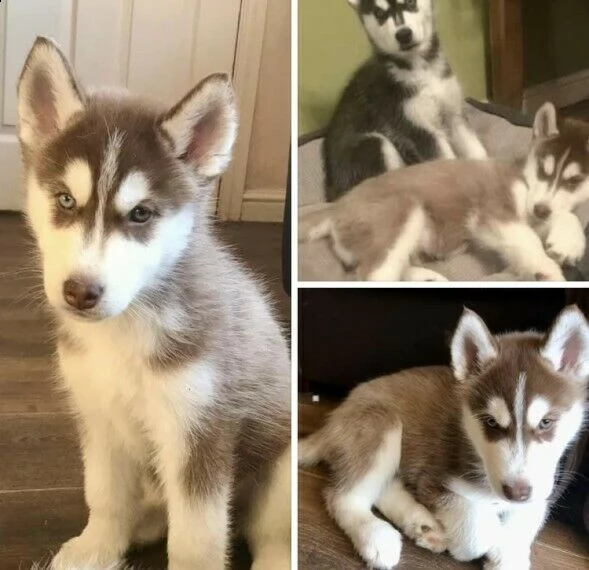 cuccioli siberian husky occhi blu bianco rosso 