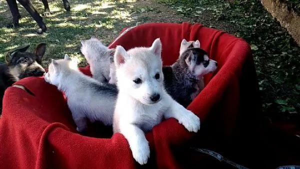 cuccioletto di siberian husky  | Foto 1