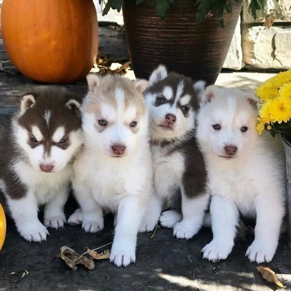 cuccioletto di husky siberiano perfettissimo 