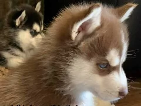 cuccioletto di husky siberiano perfettissimo  | Foto 1