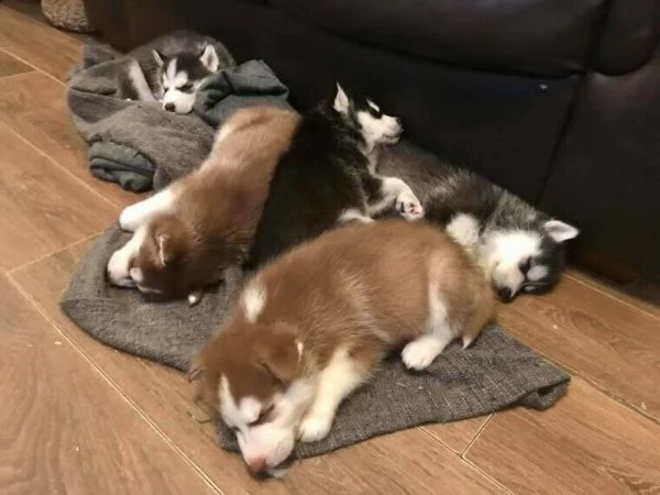 bellissimi husky siberiani  | Foto 1